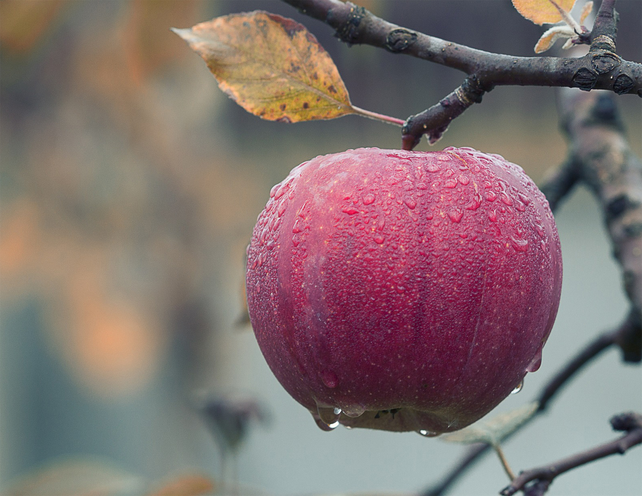 Apple tree in winter